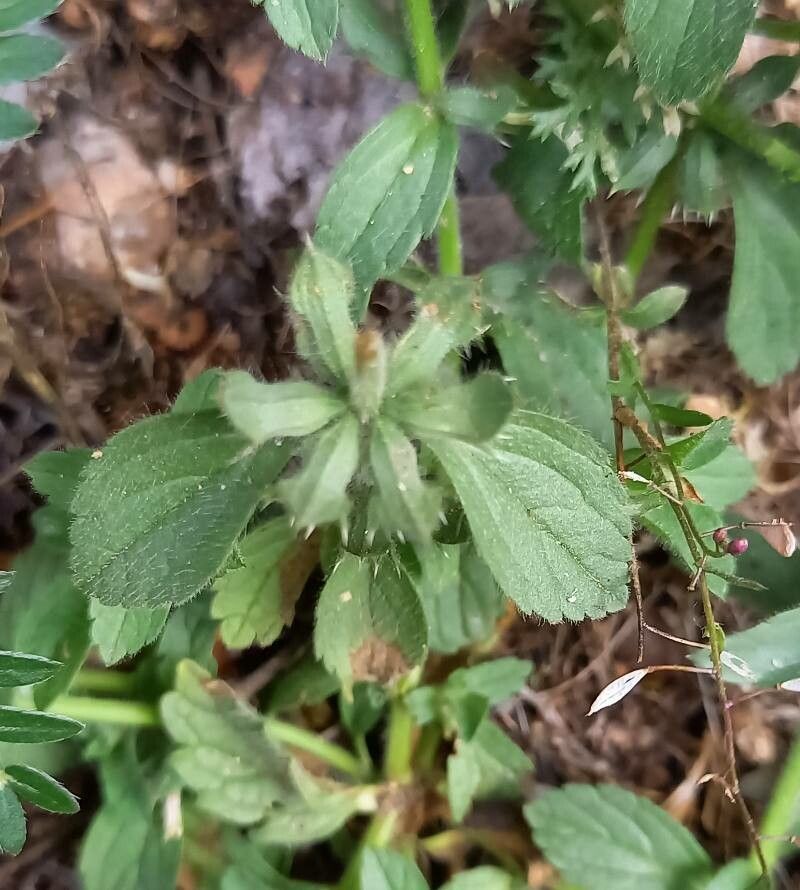 Sideritis romana fruit