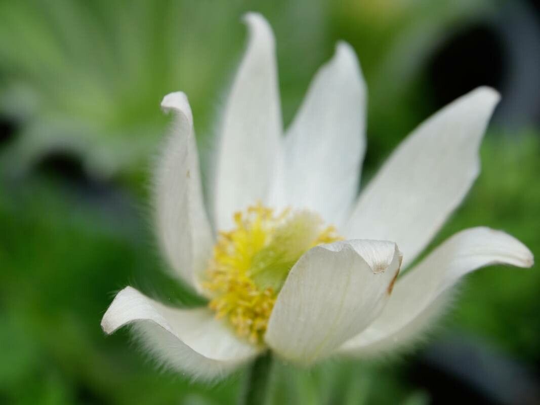 Anemonoides baldensis flower
