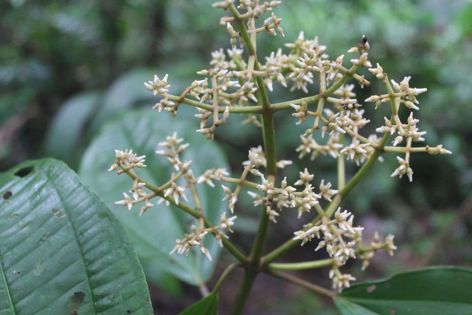 Miconia nutans flower