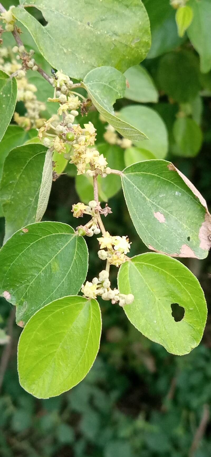Ziziphus mucronata flower