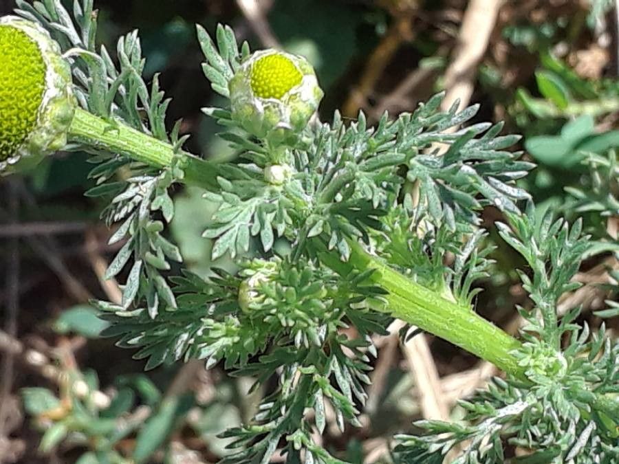 Matricaria occidentalis