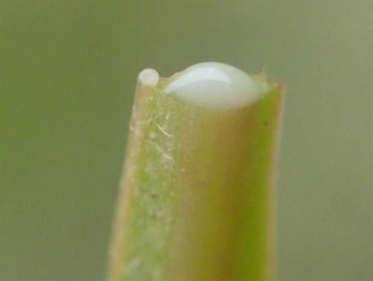 Scorzoneroides helvetica fruit
