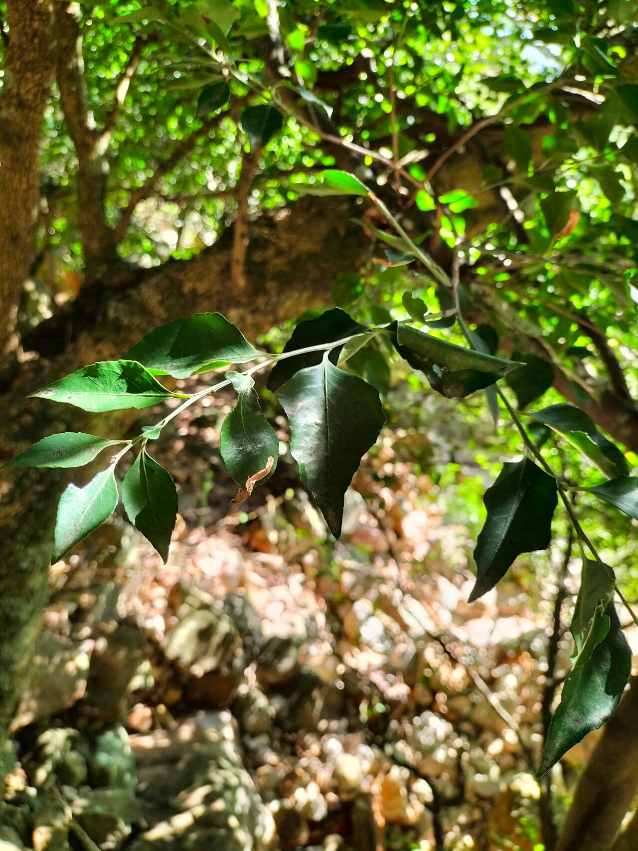 Scolopia mundii — search result for 'Scolopia'