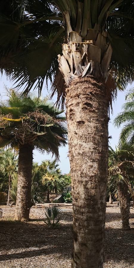 Copernicia baileyana bark