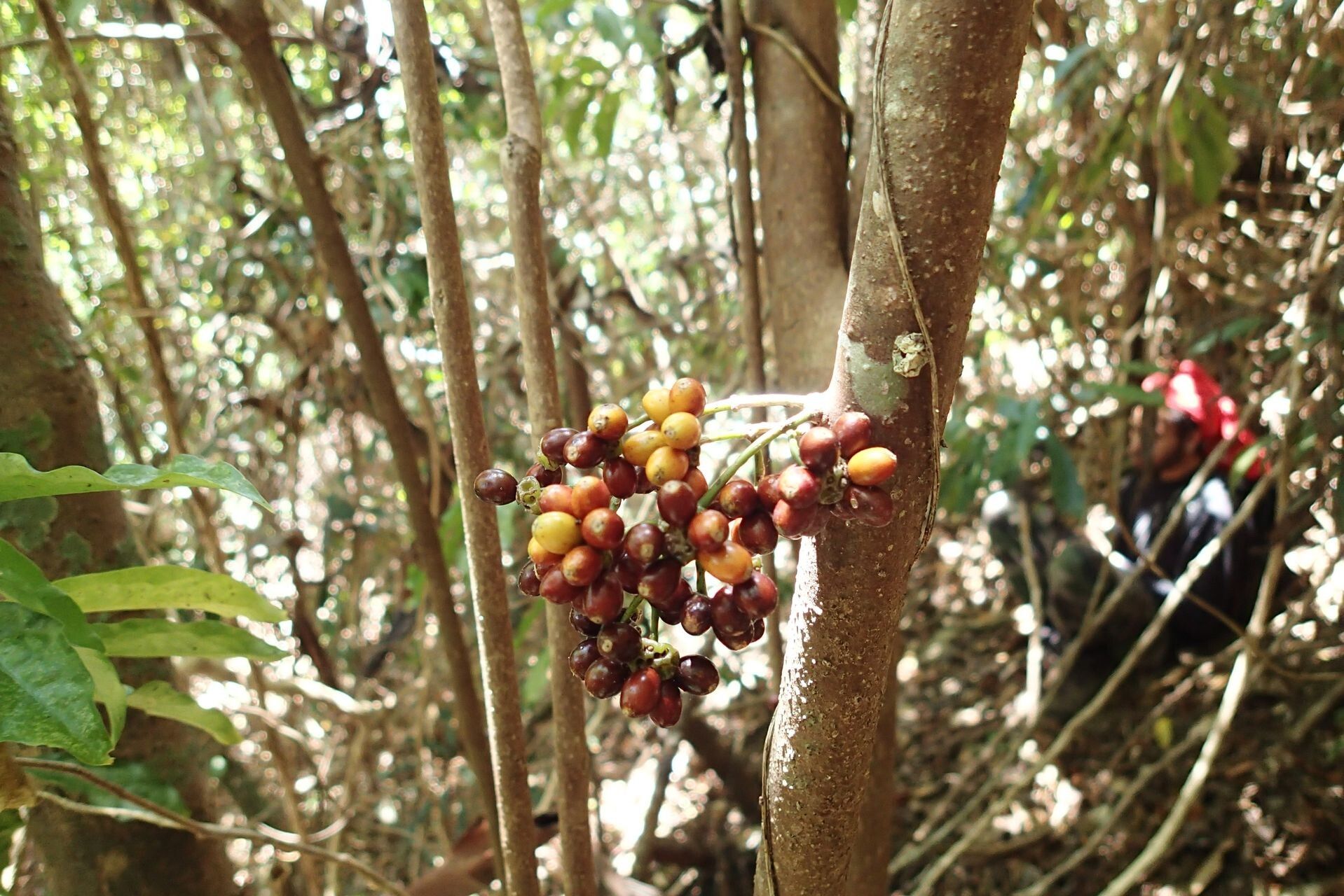 Hedycarya engleriana fruit
