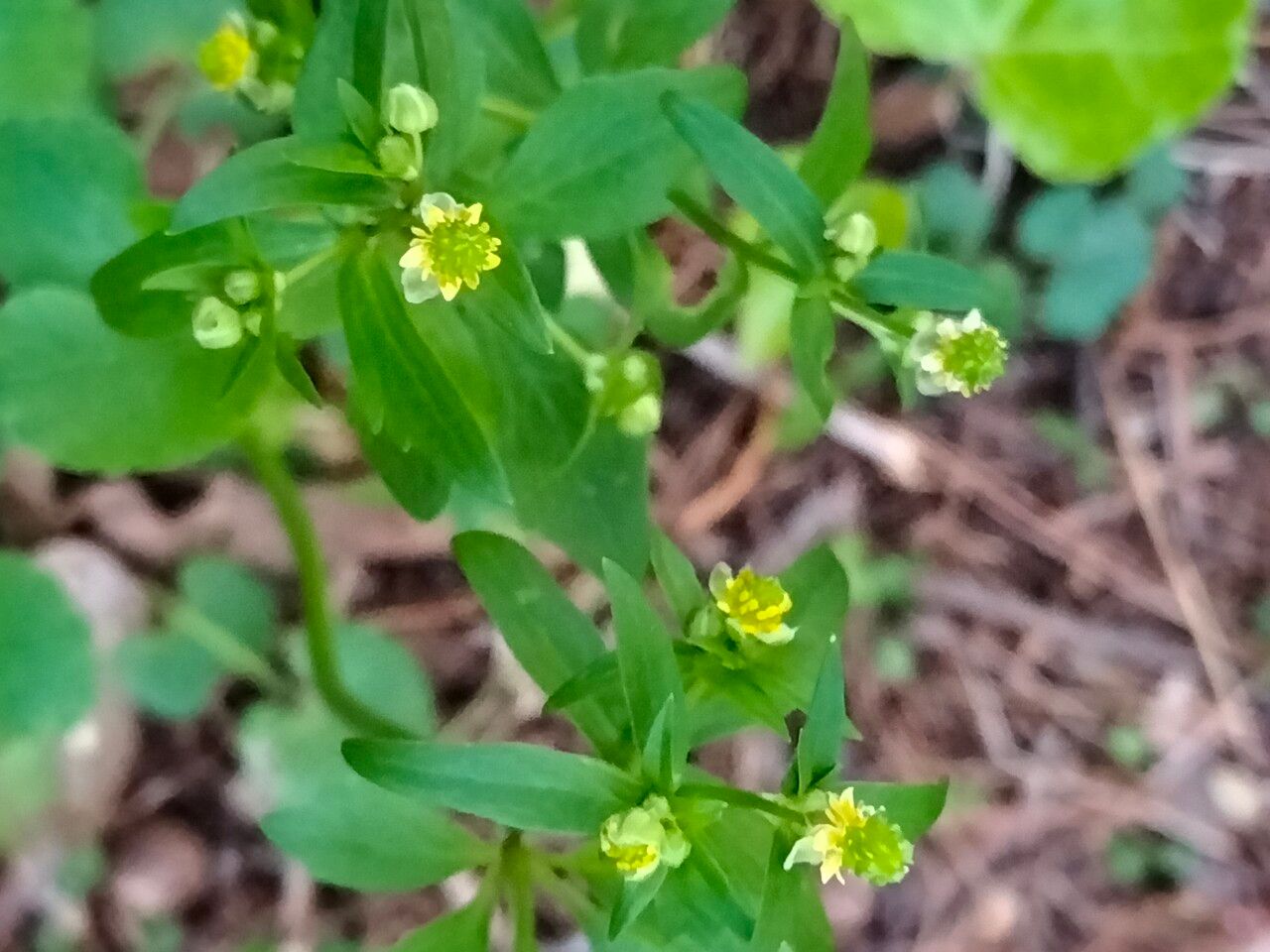 Ranunculus abortivus flower