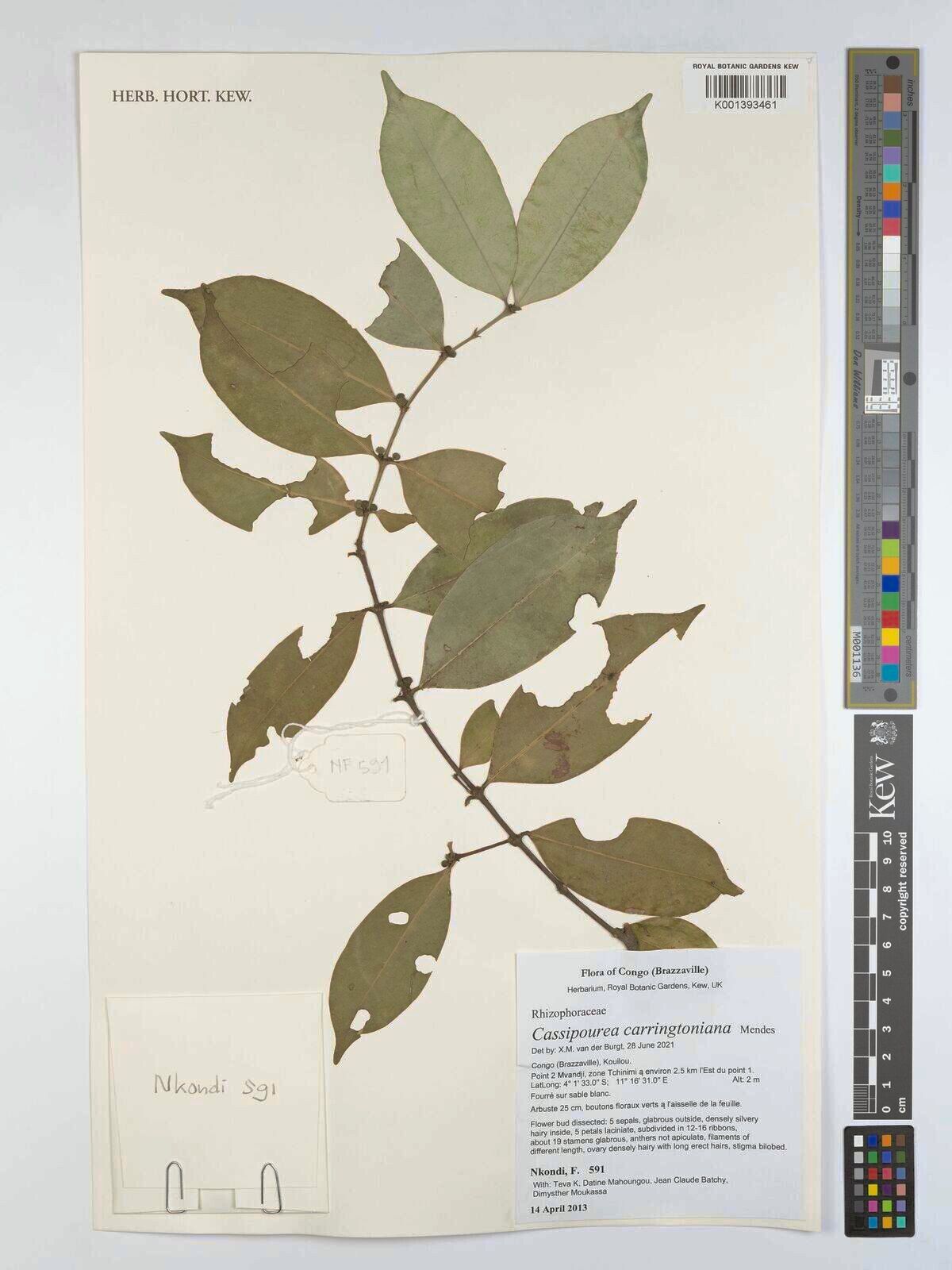 Cassipourea carringtoniana — related species from the same genus