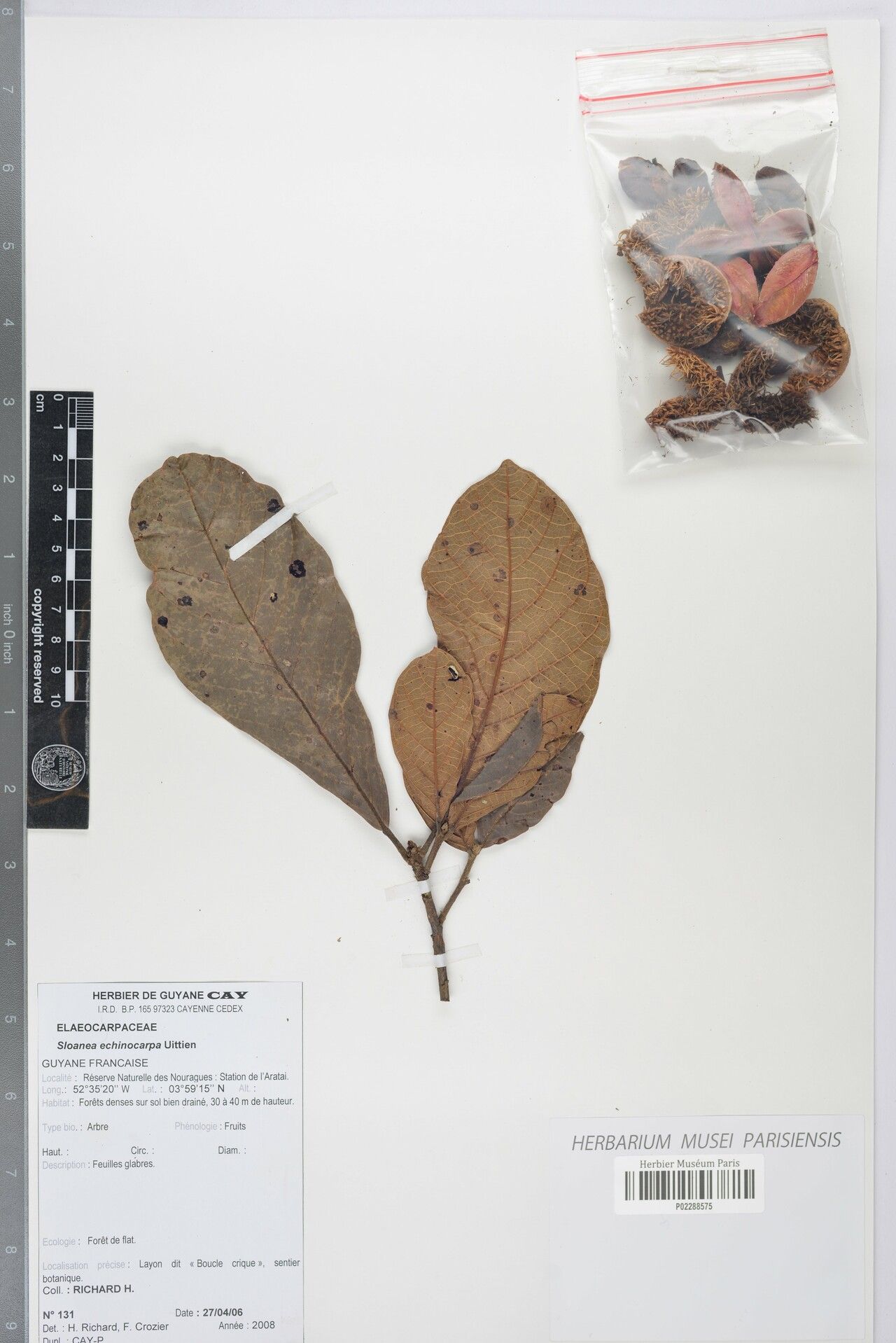 Sloanea echinocarpa — houseplant care guide