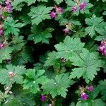 Geranium macrorrhizum