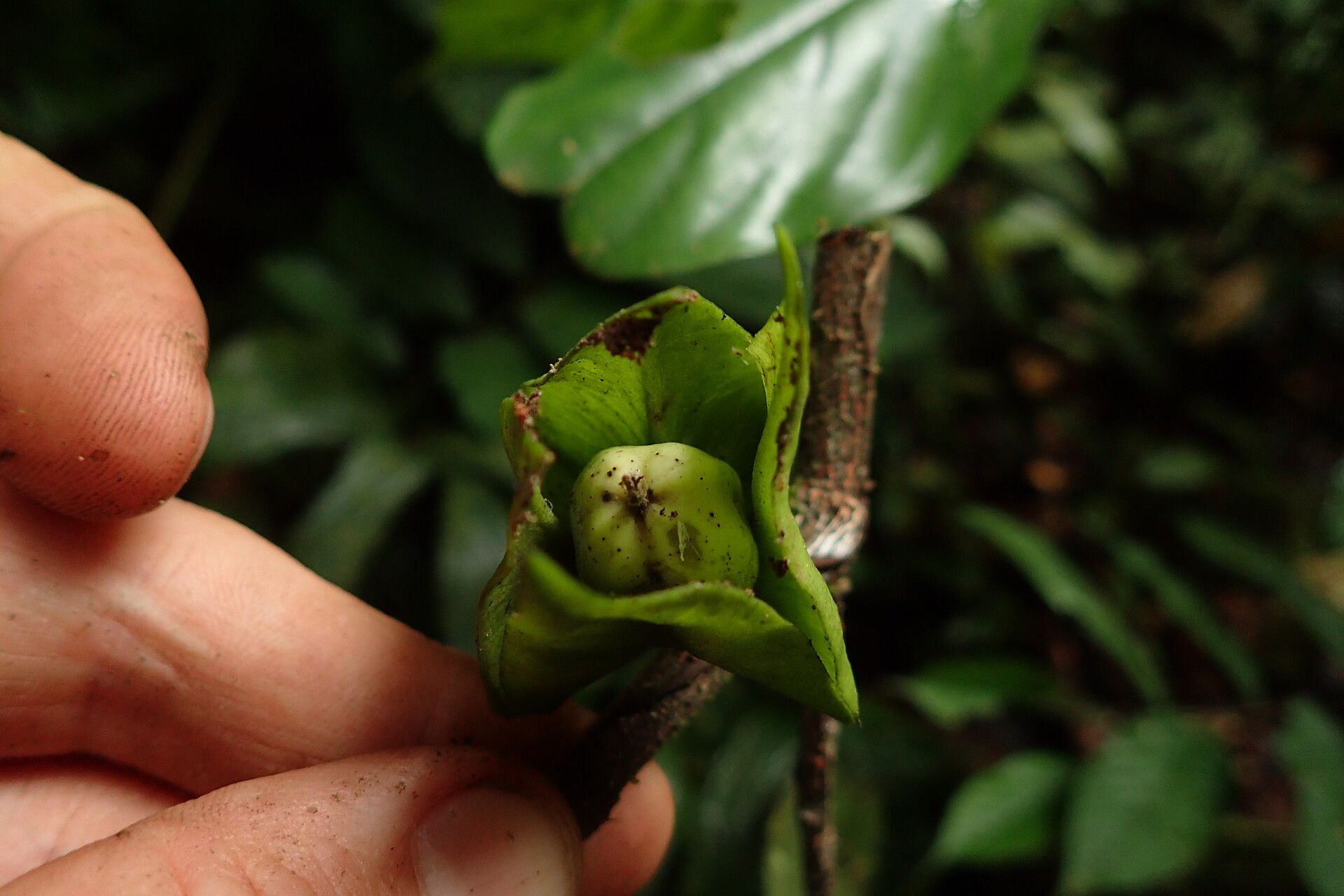 Diospyros bipindensis fruit