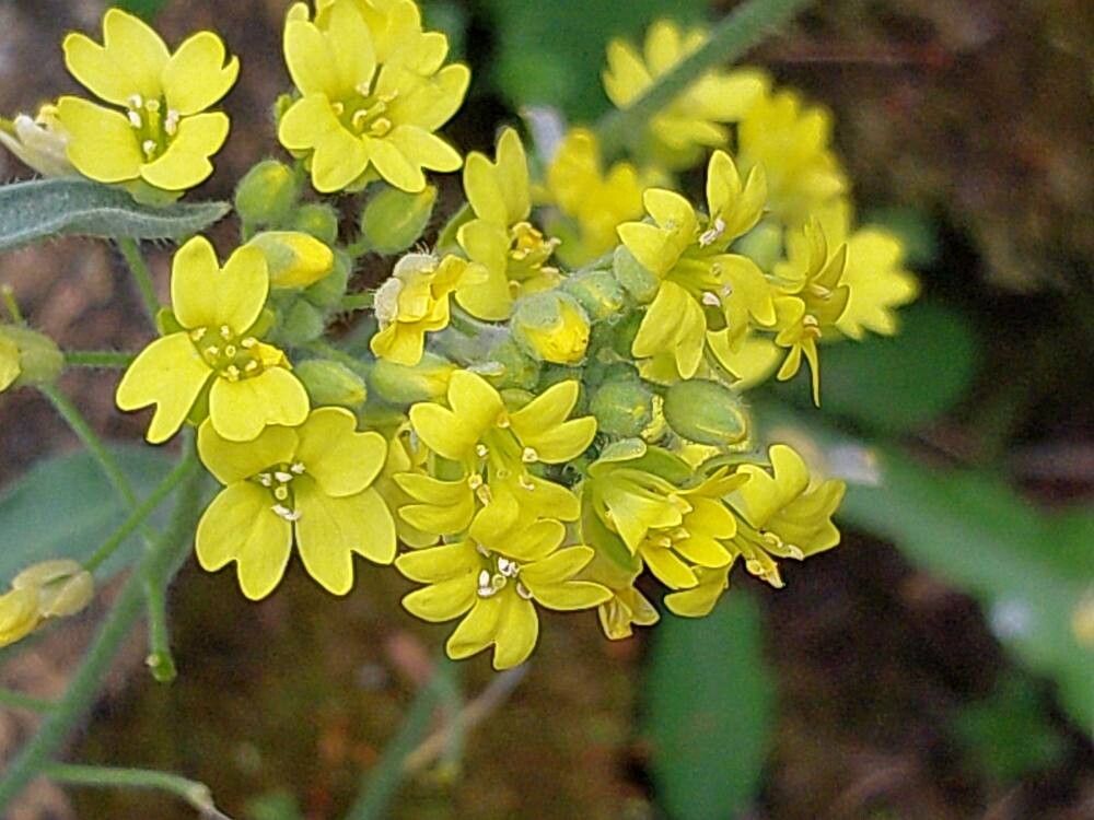 Aurinia sinuata flower