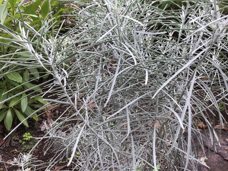 Parolinia platypetala — related species from the same genus