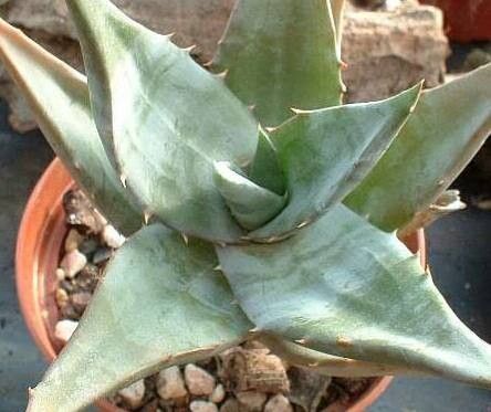 Aloe ortholopha — houseplant care guide