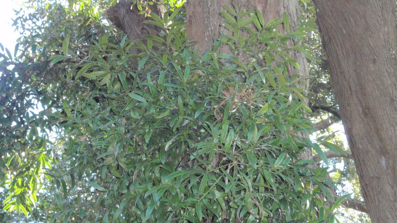 Podocarpus elatus — search result for 'Podocarpus'