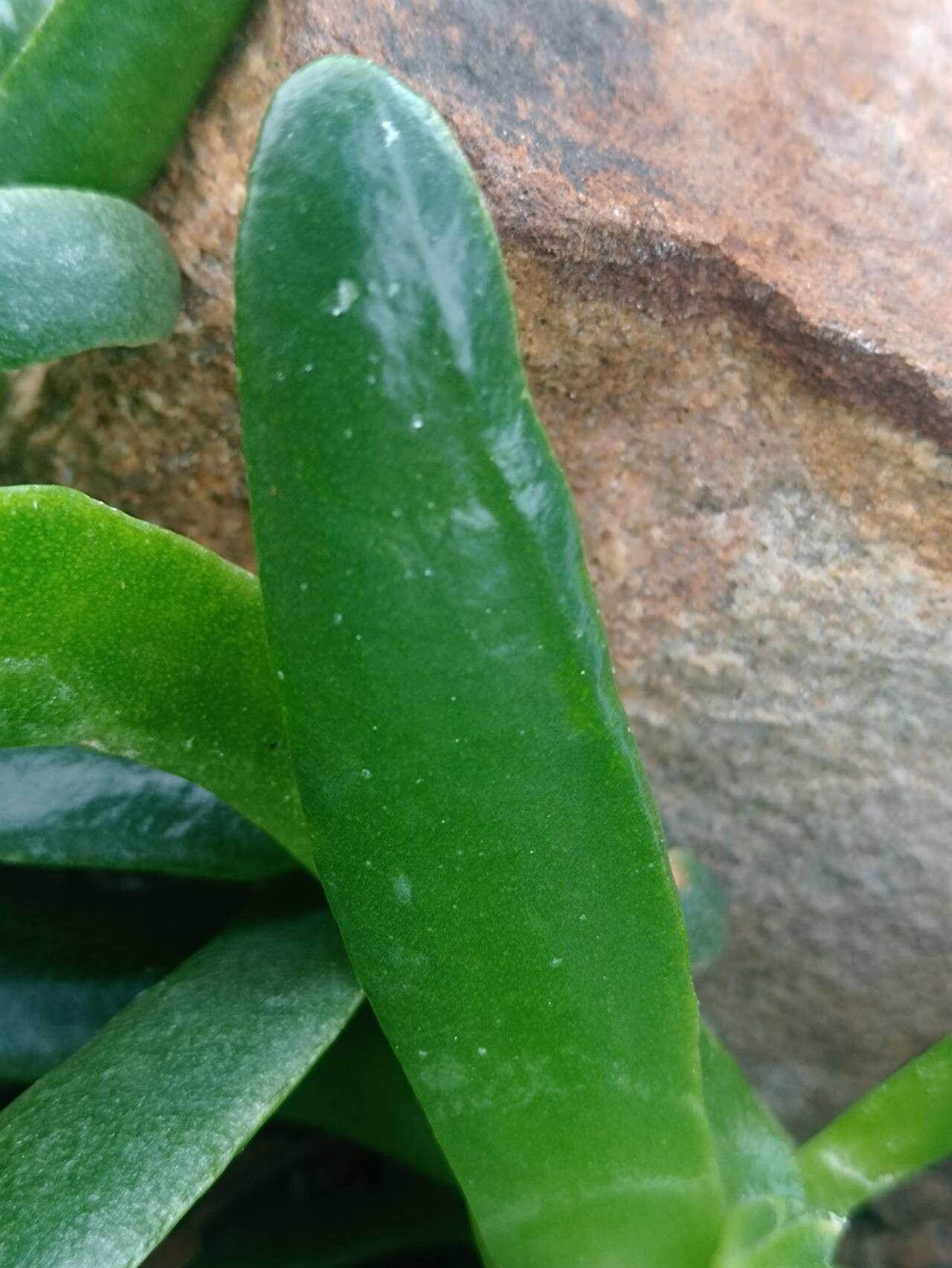 Glottiphyllum difforme — related species from the same genus