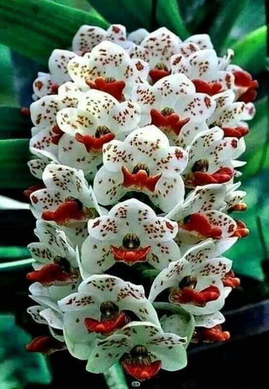 Rhynchostylis gigantea flower