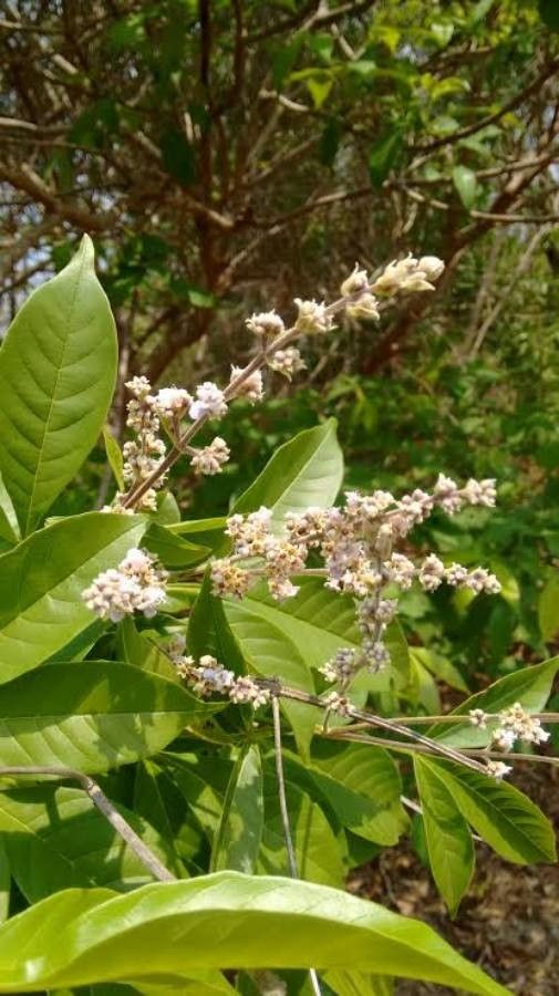 Vitex altissima flower