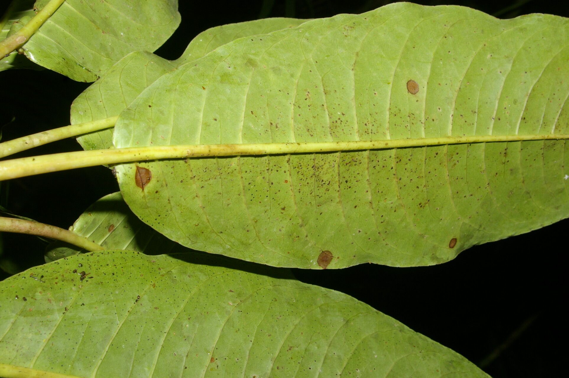 Sapium pachystachys leaf