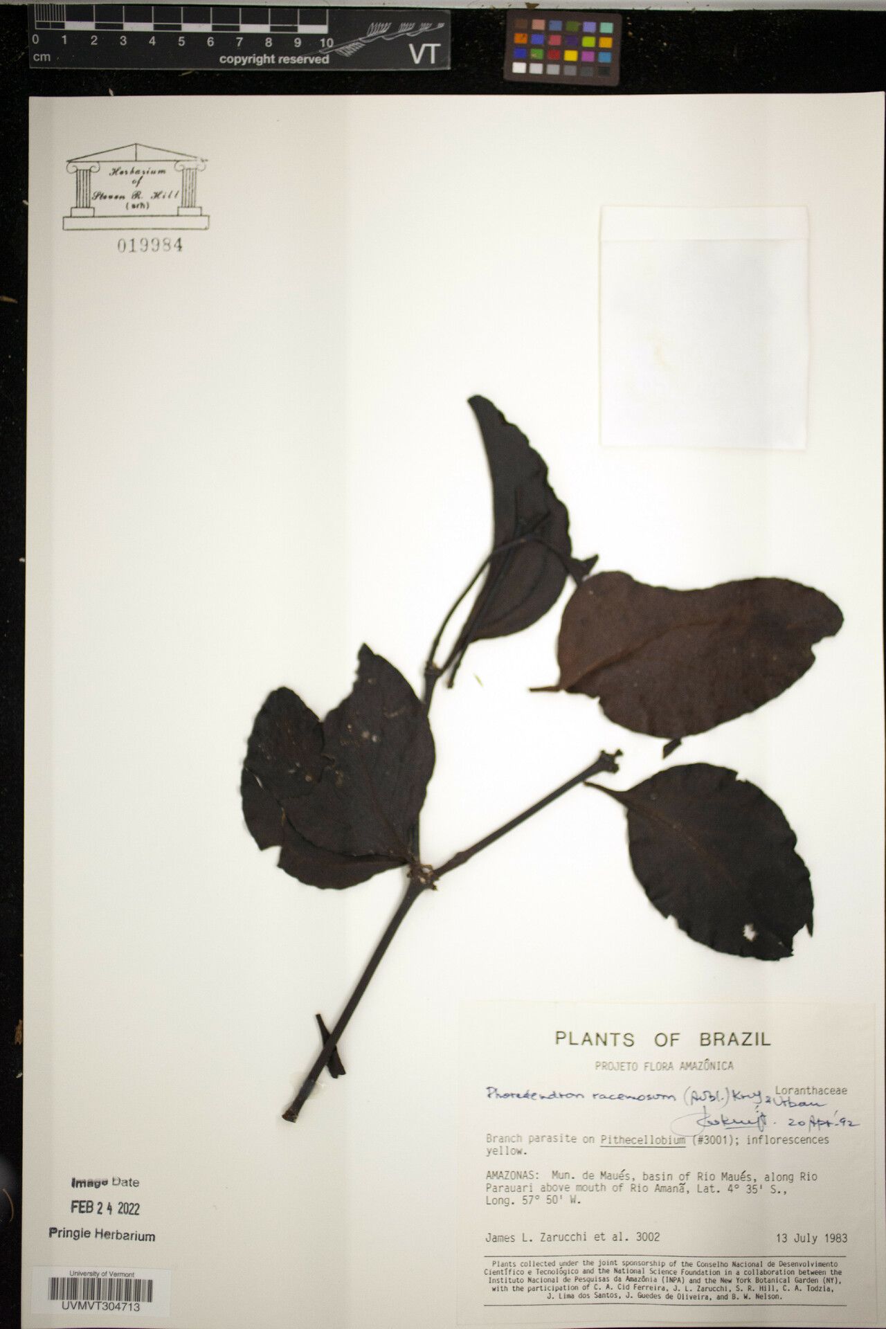 Phoradendron racemosum other