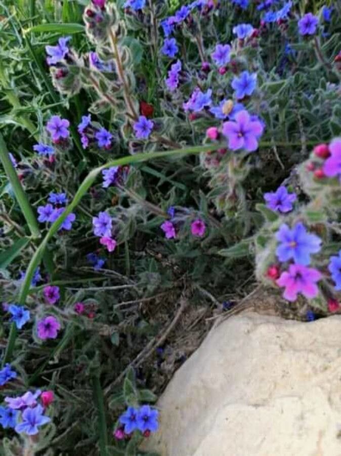 Alkanna syriaca — houseplant care guide