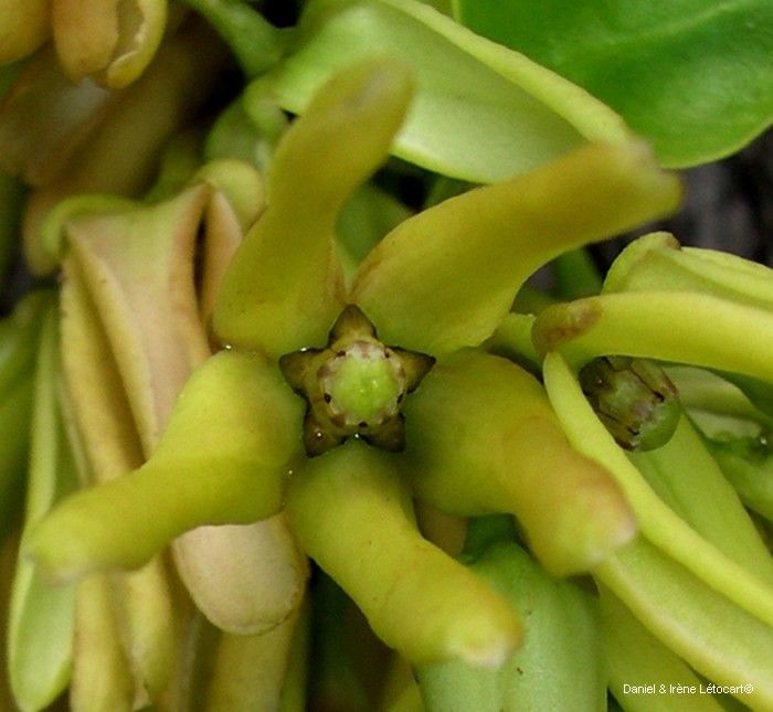 Vincetoxicum biglandulosum flower