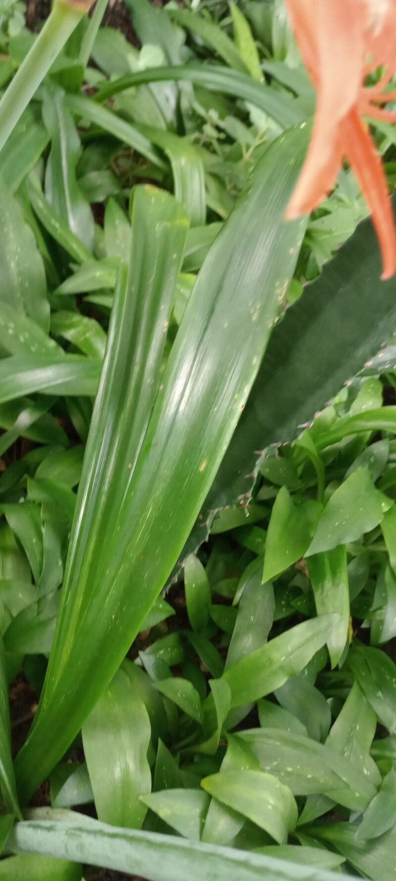 Hippeastrum striatum leaf