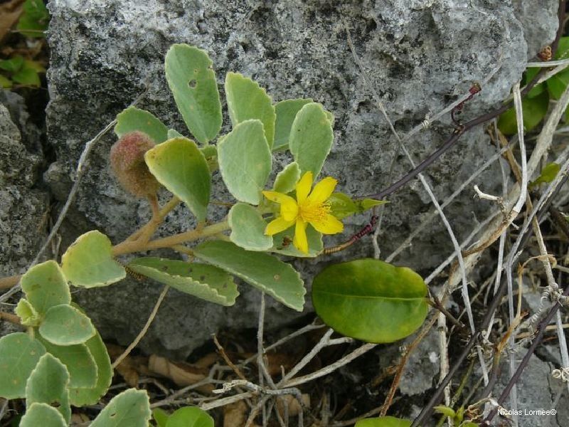 Corchorus torresianus habit