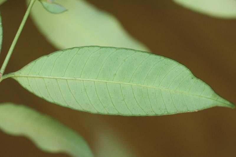 Bonafousia undulata — houseplant care guide