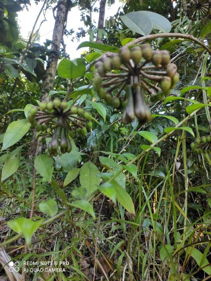 Marcgravia umbellata fruit
