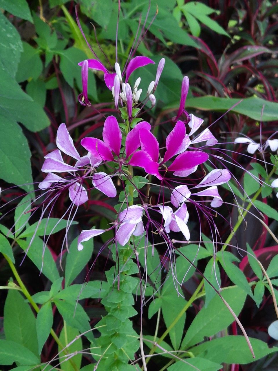 Cleome gynandra flower