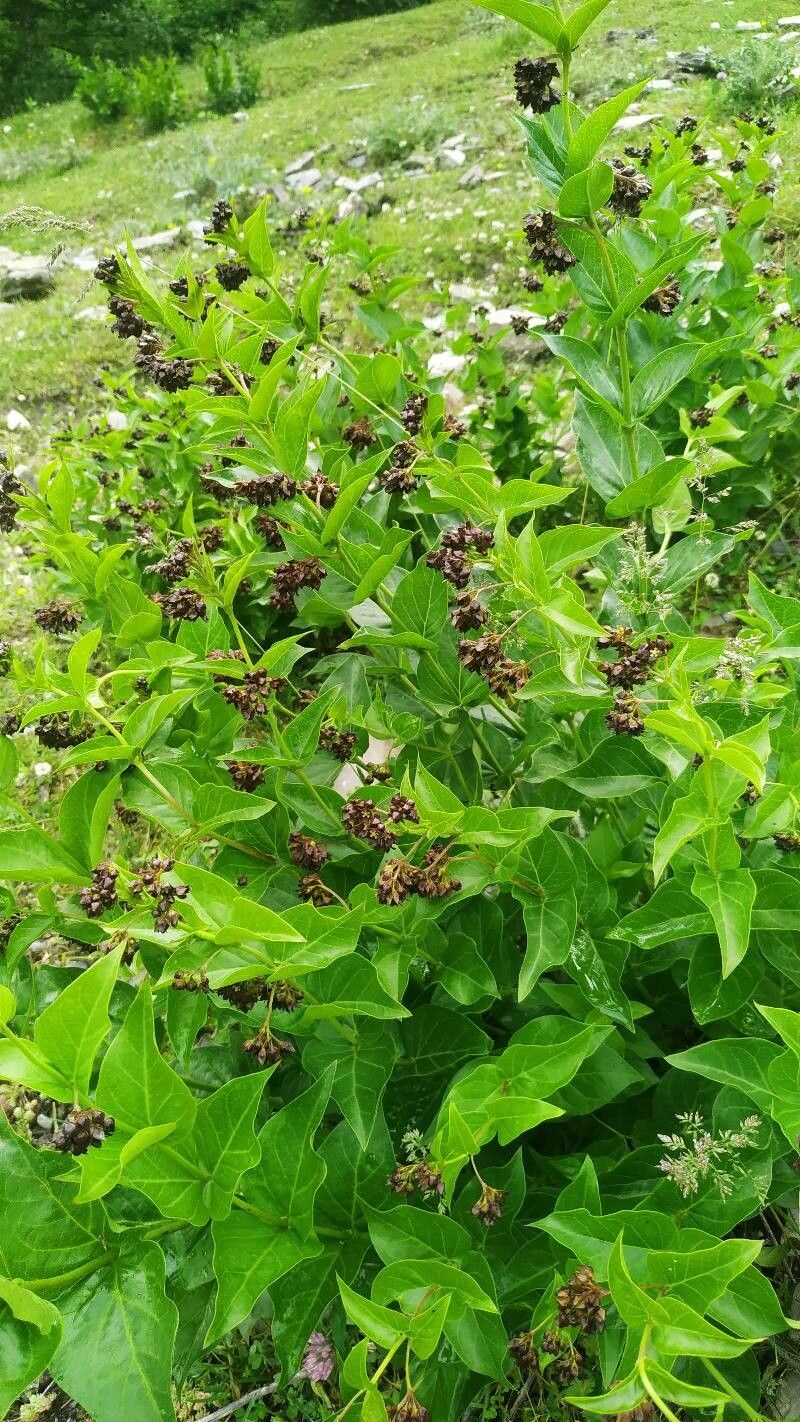 Vincetoxicum funebre fruit