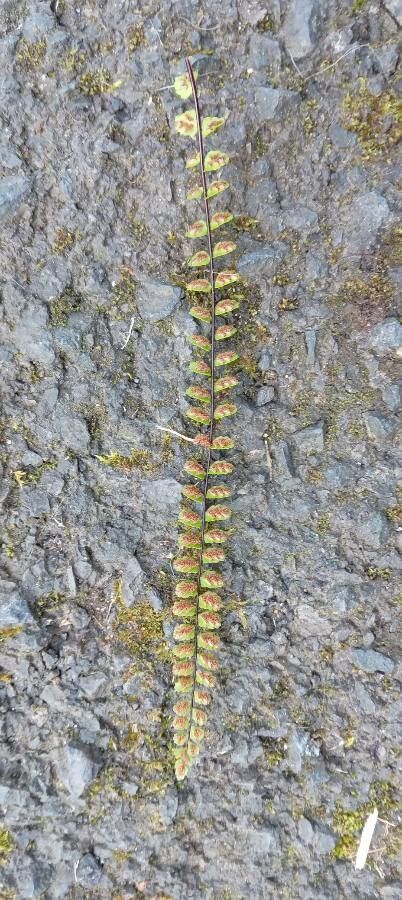 Asplenium trichomanes flower
