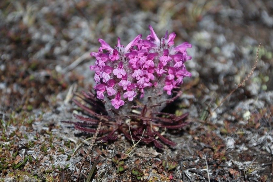 Pedicularis lanata — houseplant care guide
