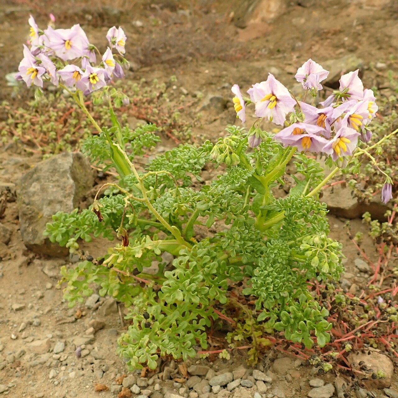 Solanum multifidum — houseplant care guide