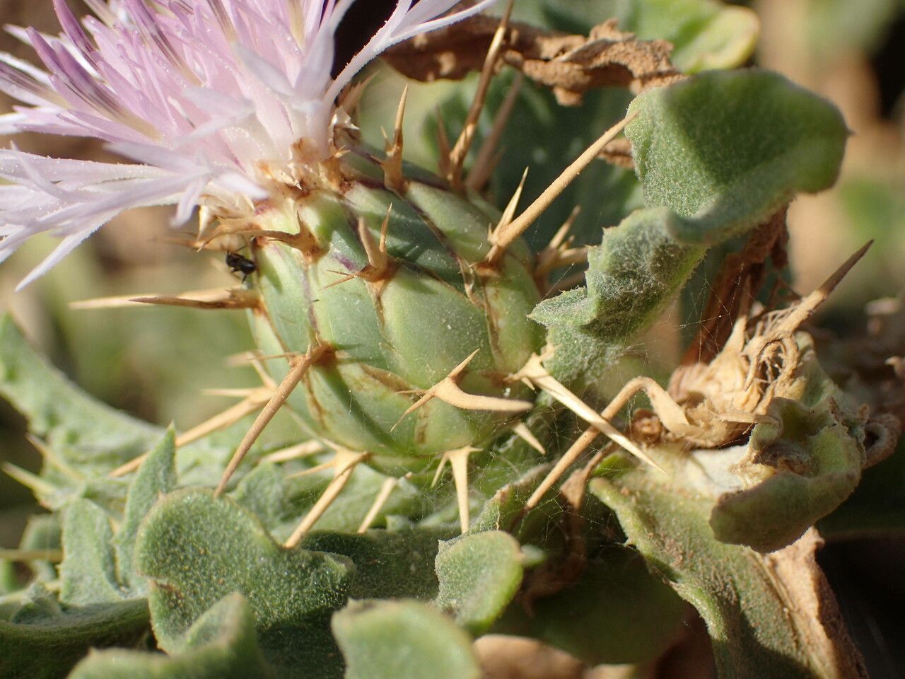 Centaurea senegalensis flower