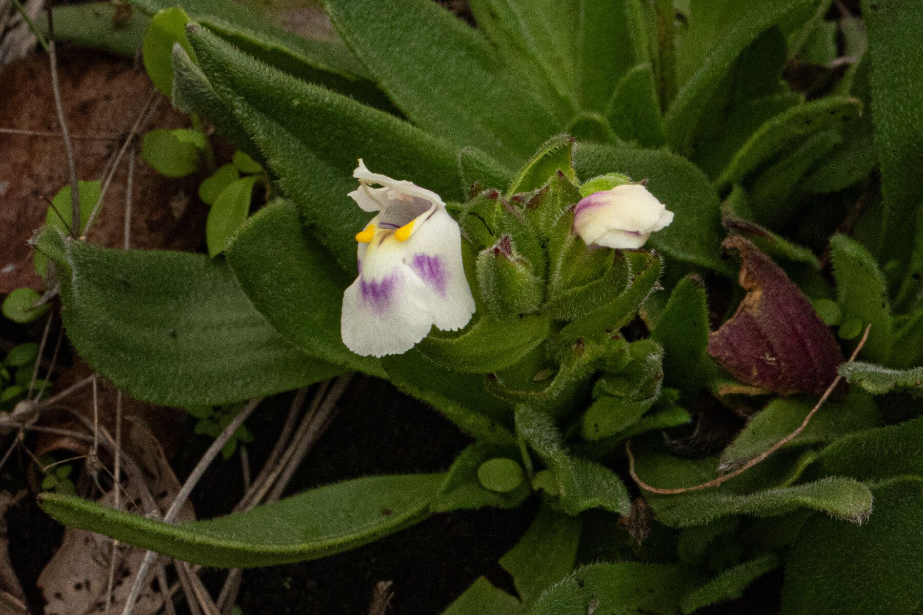 Craterostigma lanceolatum — related species from the same genus
