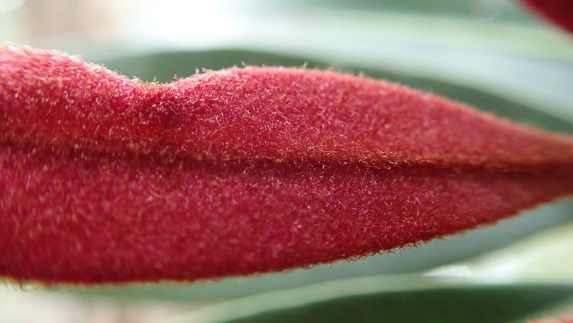 Pycnandra glabella flower