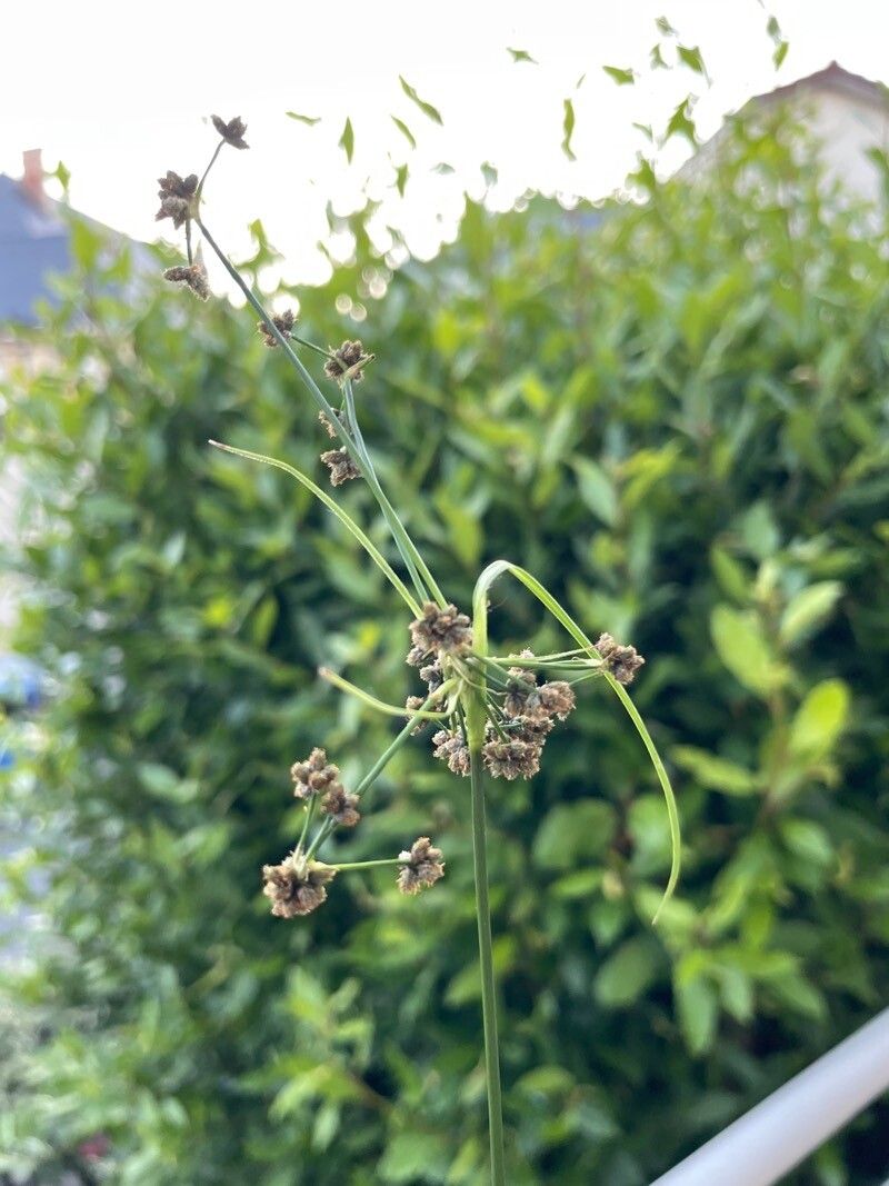 Scirpus hattorianus flower
