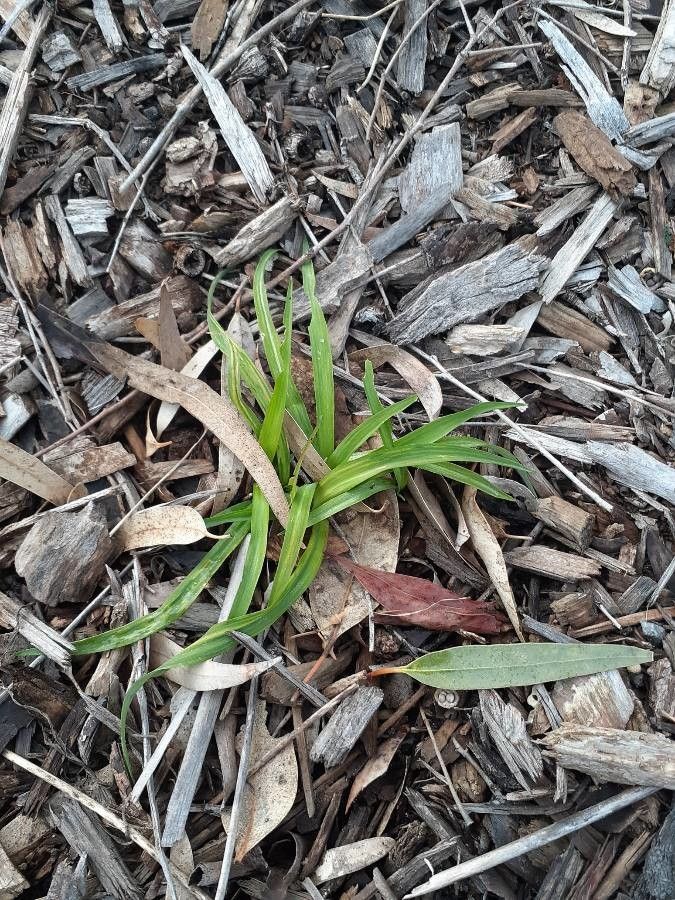 Arthropodium milleflorum — search result for 'Vanilla'