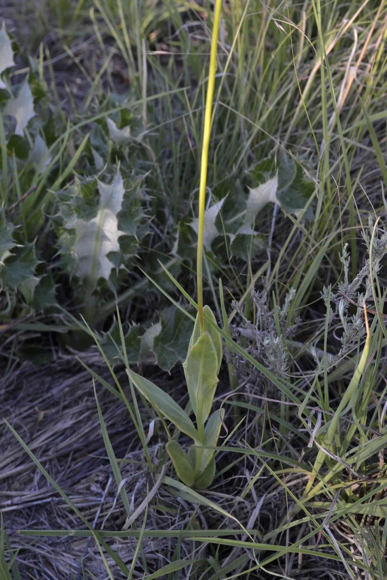 Senecio ruwenzoriensis habit
