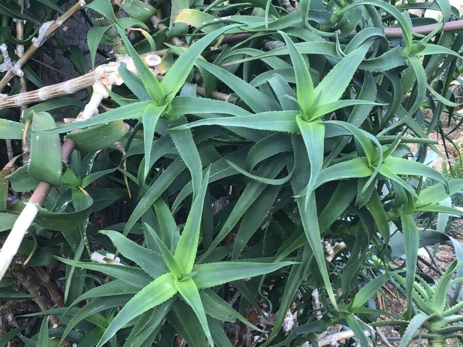 Aloe volkensii — houseplant care guide