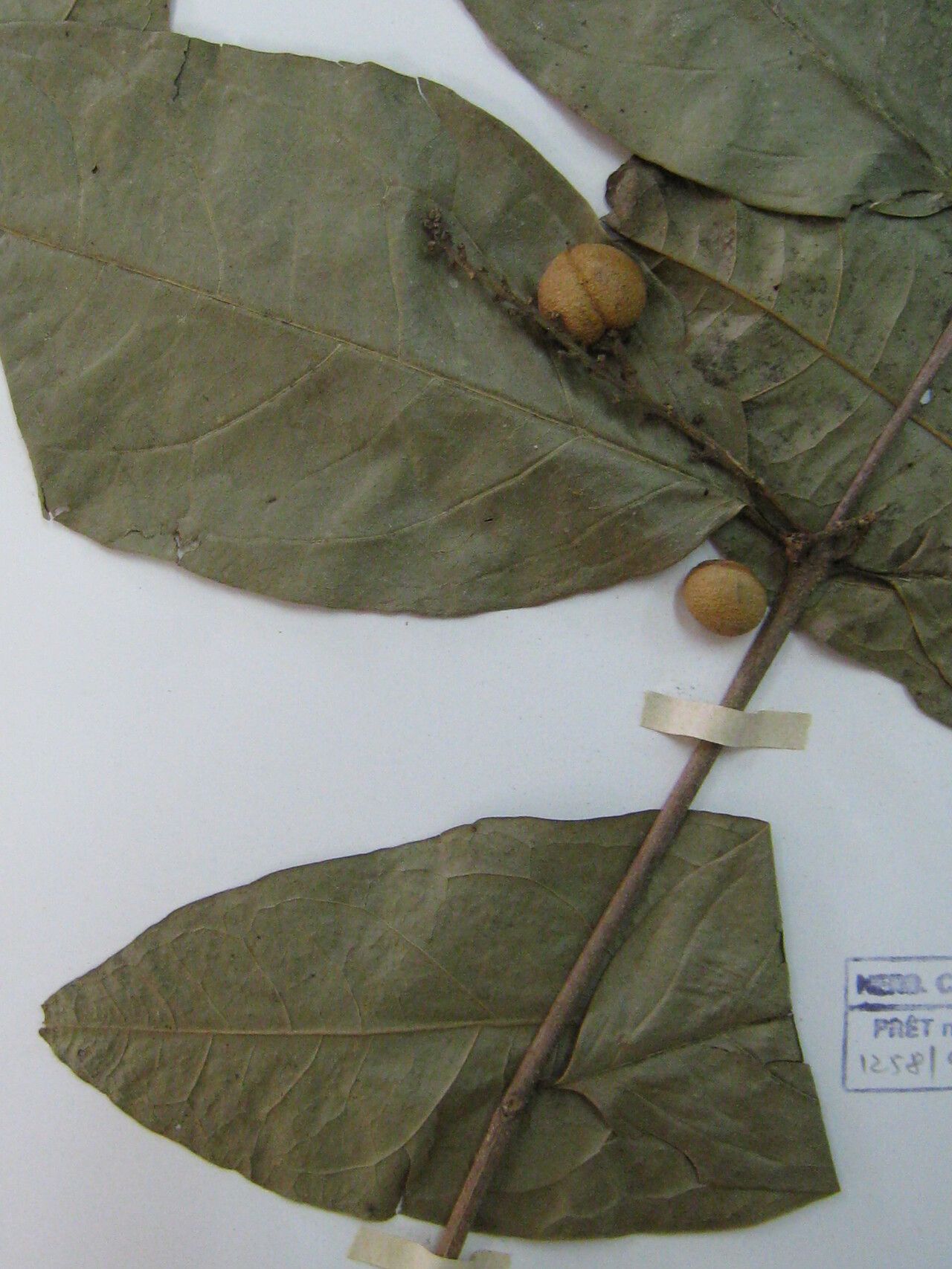 Bunchosia decussiflora other