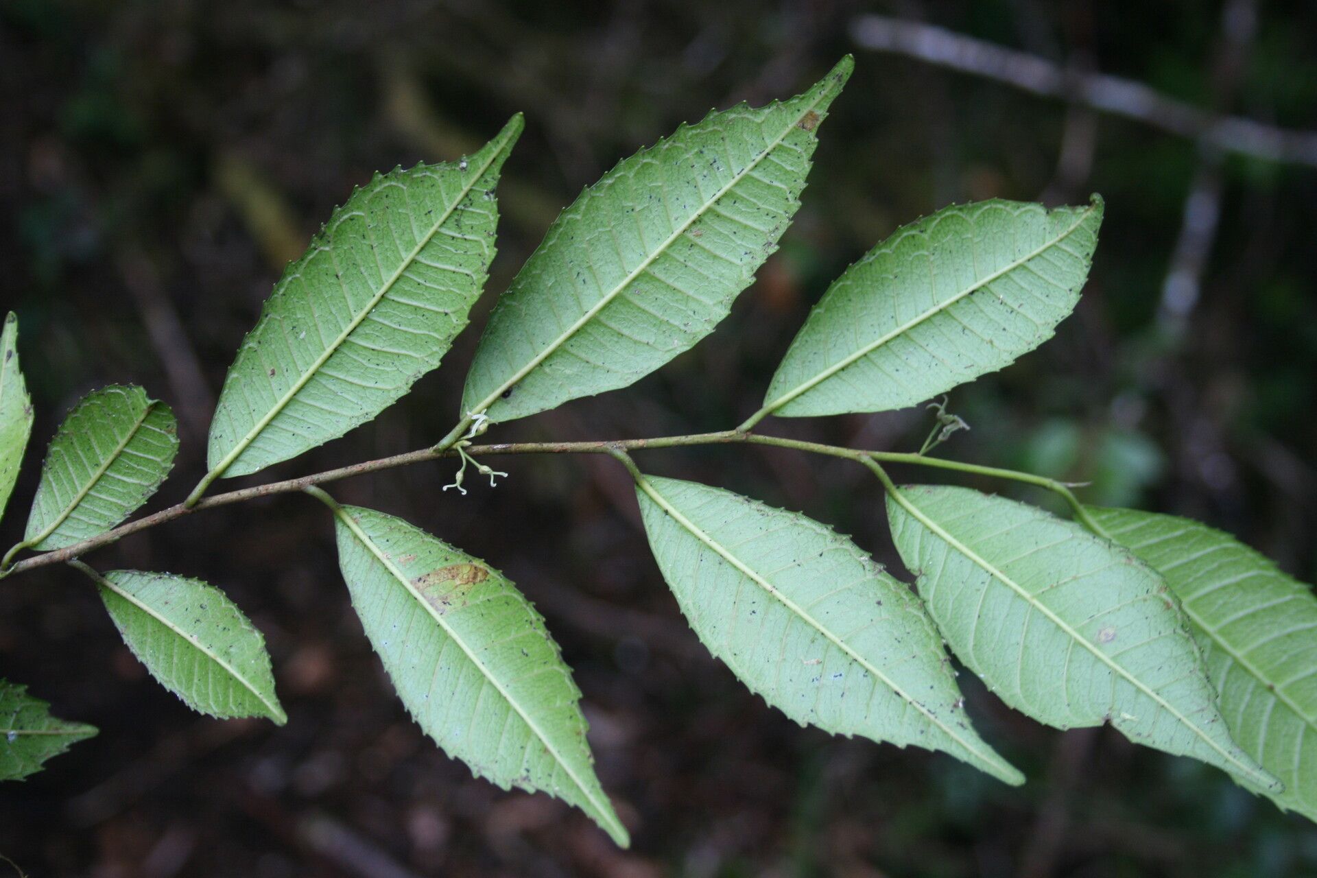 Paratrophis glabra other