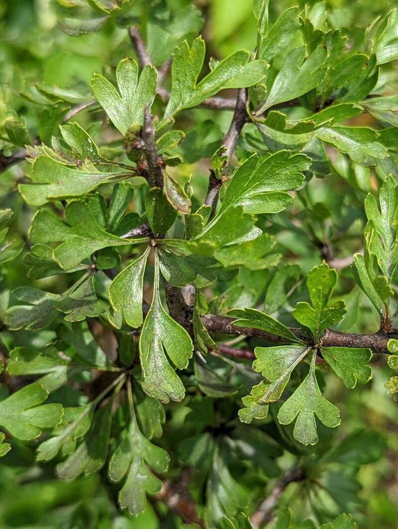 Crataegus × sinaica leaf