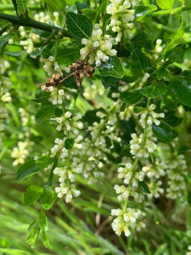 Retanilla trinervia — search result for 'Rhamnaceae'