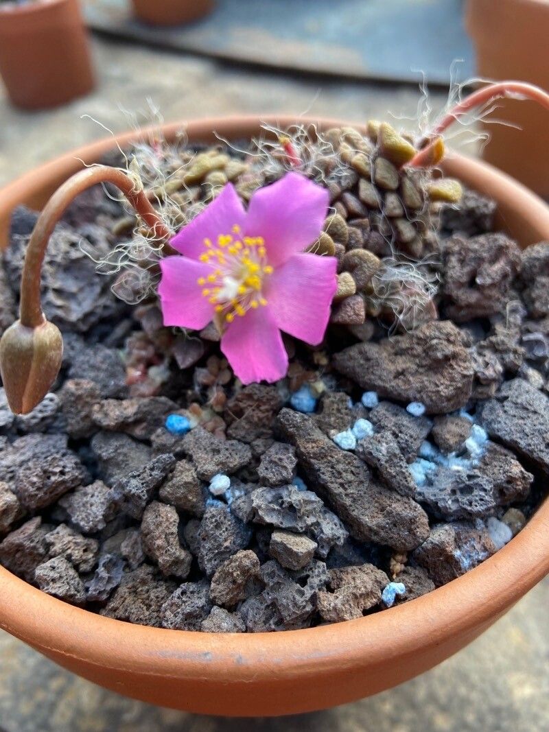 Anacampseros filamentosa flower