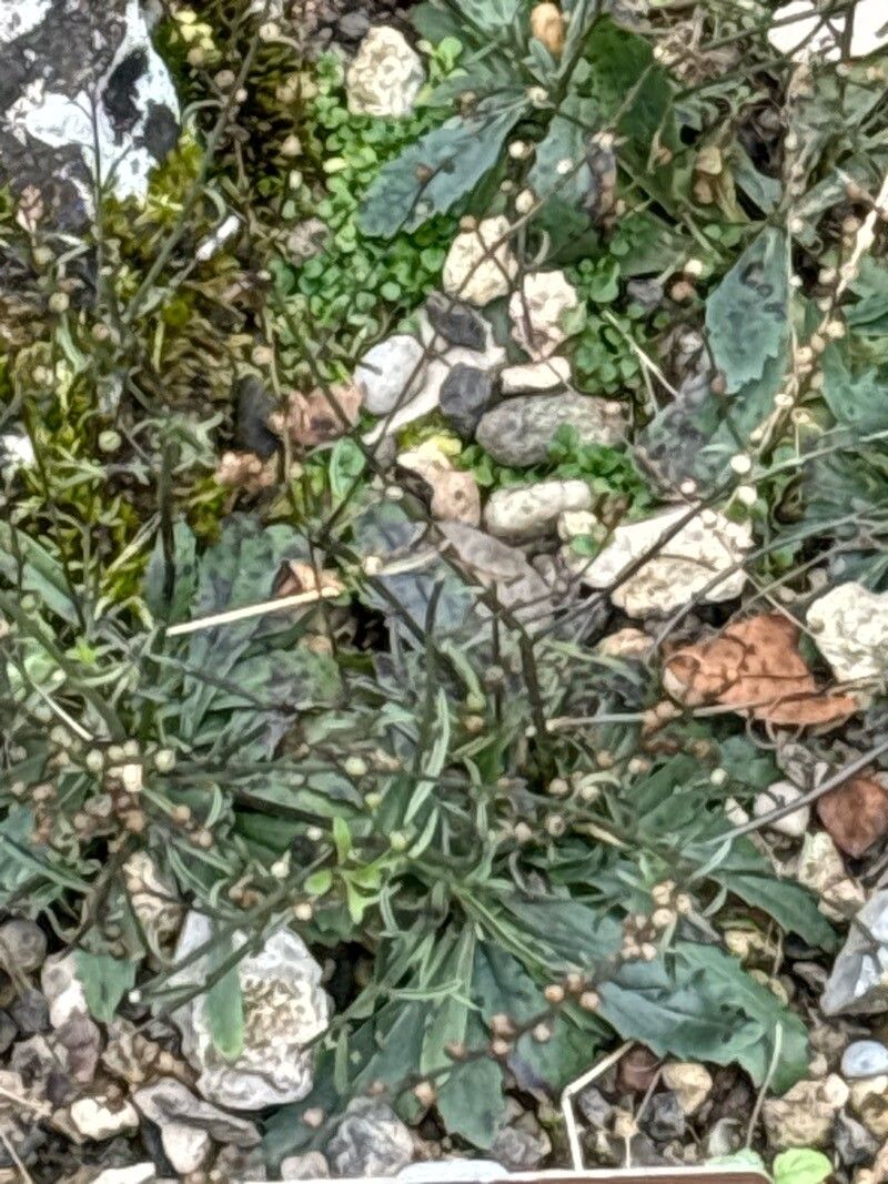 Anarrhinum corsicum — related species from the same genus