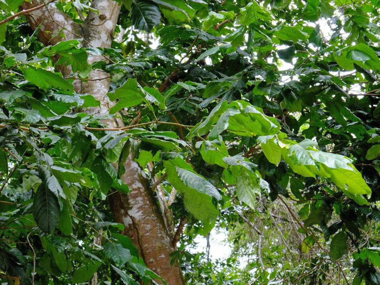 Inga ingoides — search result for 'Inga'