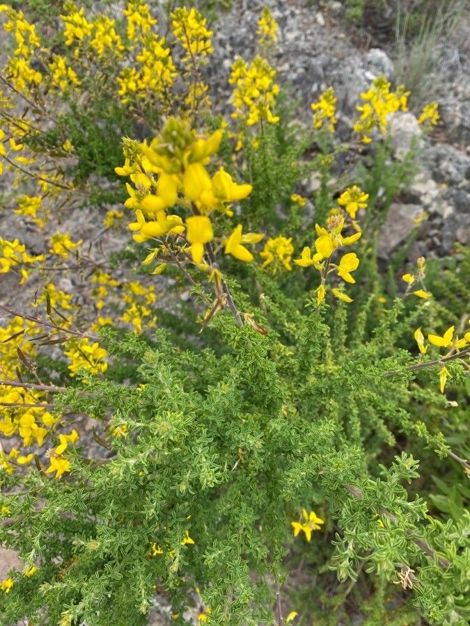 Adenocarpus foliolosus flower