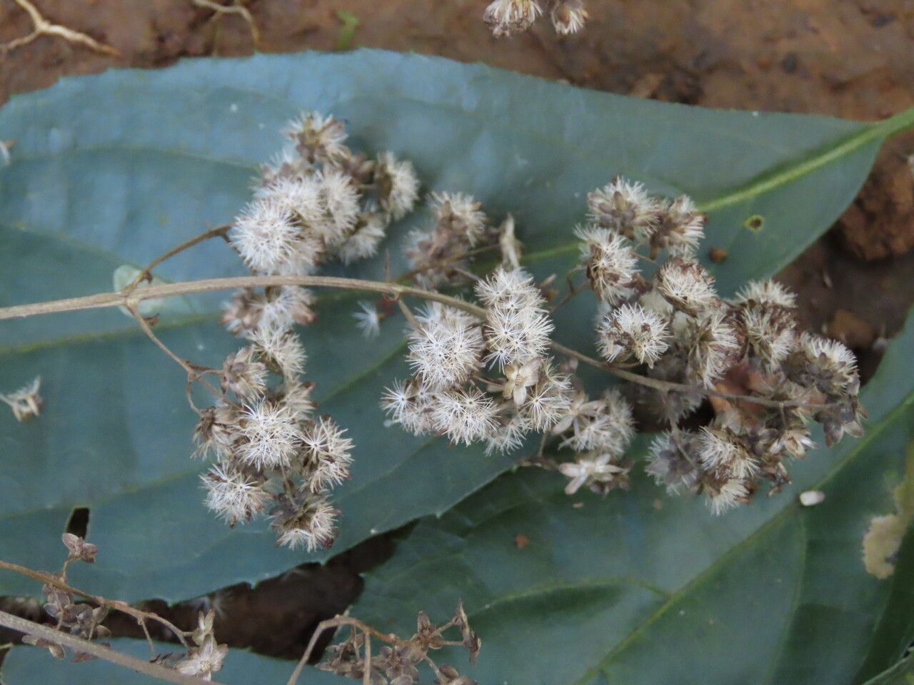Koanophyllon hylonomum flower